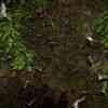 Bats coming out of Tamana Cave