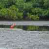 Caroni Swamp