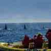 Pod of Orcas close to the boat