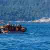 Humpback next to ww boat