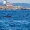 Humpback close to Race Rocks