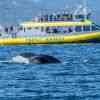 Whale Watching boat and humpback whale