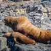 Sea Lions at Race Rock