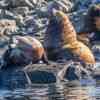 Sea Lions at Race Rock