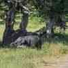 Yala National Park