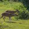 Yala National Park