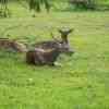 Yala National Park