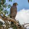 Yala National Park