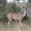 Kudu female