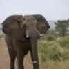 Elephant blocking the gravel road