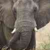 Elephant blocking the gravel road