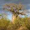 Baobab in the north of KNP