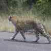 Leopard on one of the main roads in KNP