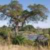 KNP Landscape