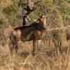 Hartebeest