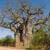 Baobab in the north of KNP