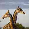 giraffes