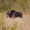 Sable Antelope rare in KNP