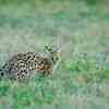 Serval cat