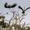 Grey-crowned cranes