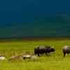 Buffalo herd