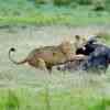 Lioness kills a buffalo