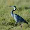 Heron