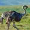 Ostrich