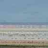 Flamingos in the Lake Magadi