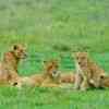 Young lions