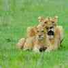 Lioness and cub