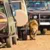 Lion next to safari jeeps