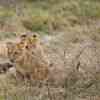 Lion cubs