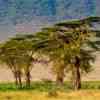 Acacia Trees in Ngorongoro  Crater