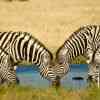 Zebras drinking