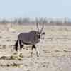 Oryx Antelope