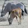 Grazing Oryx Antelopes