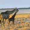 Giraffe mother and young one