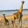 https://www.besttime2travel.com/etosha