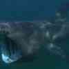 Basking Shark