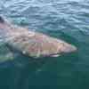 Basking Shark