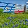 Bluebonnets