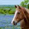 Bluebonnets