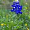 Bluebonnet