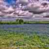 Bluebonnets