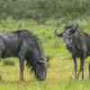 Wildebeest