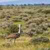 Kori Bustard