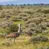 Kori Bustard