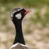 Northern black korhaan