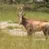 Red Hartebeest